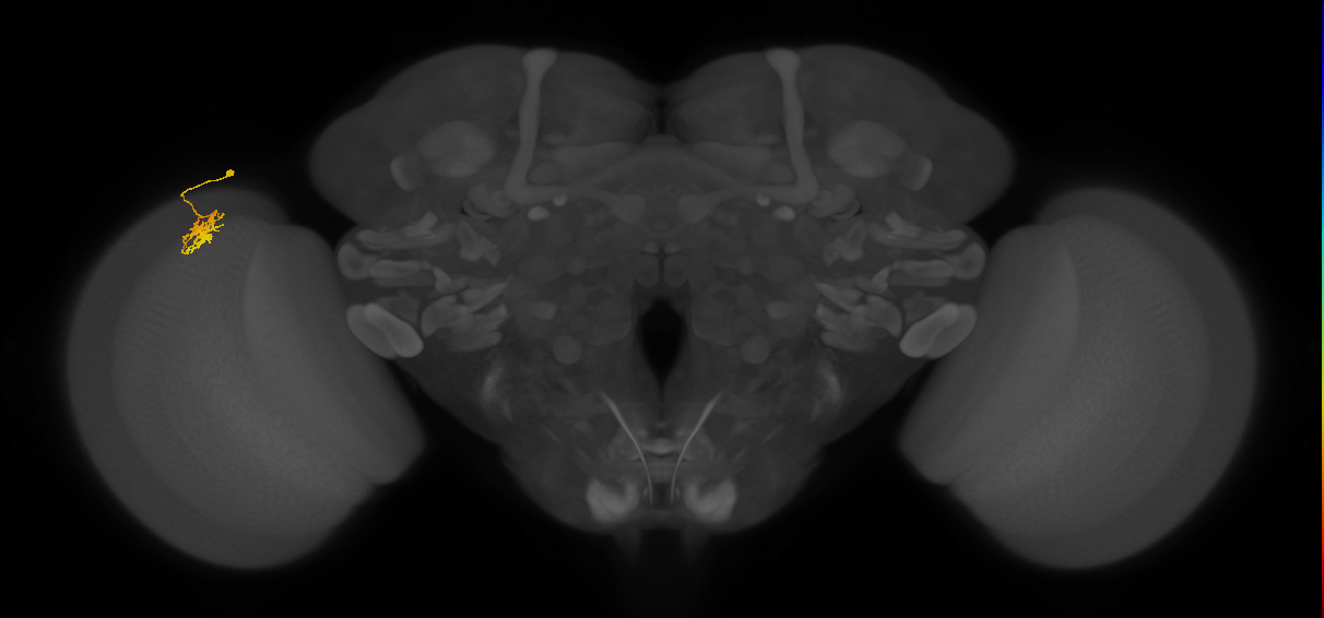 Dm8b_L (MaleCNS:82049)