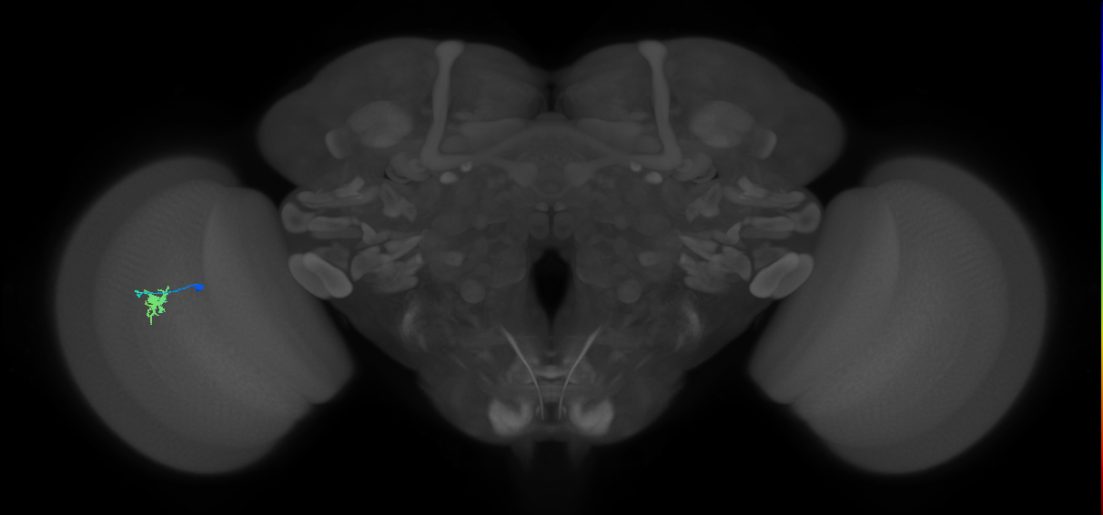 Dm8b_L (MaleCNS:146637)