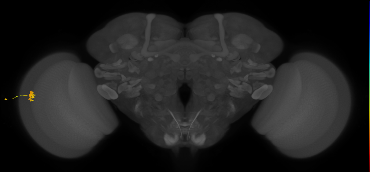 Dm8b_L (MaleCNS:69455)