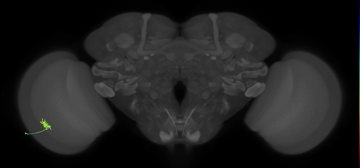 Dm8b_L (MaleCNS:86243)