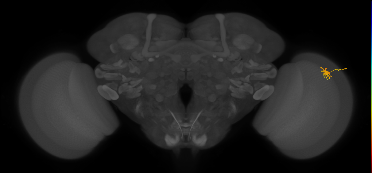 Dm8b_R (MaleCNS:80067)