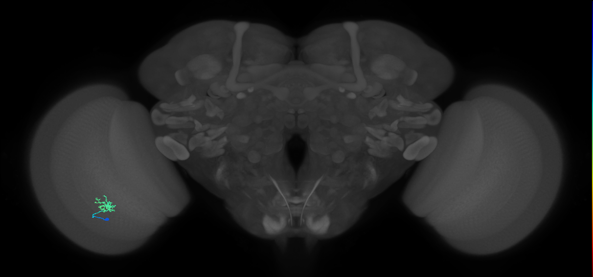 Dm8b_L (MaleCNS:155323)
