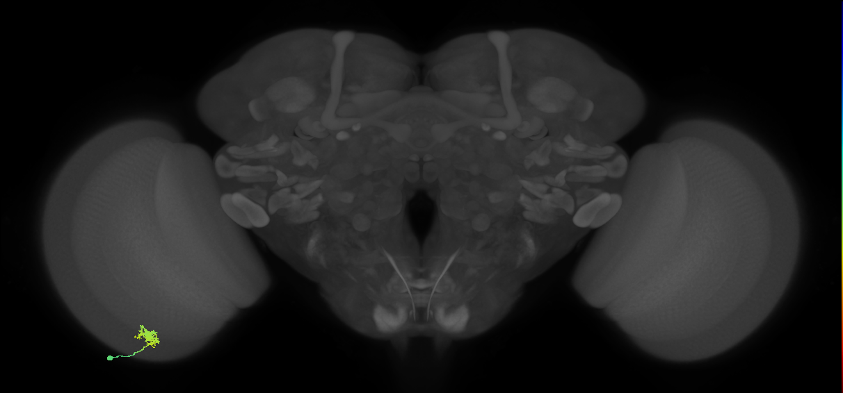 Dm8b_L (MaleCNS:531833)