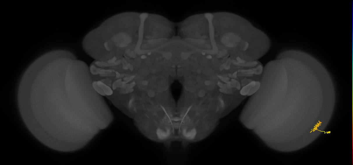 Dm8b_R (MaleCNS:58788)