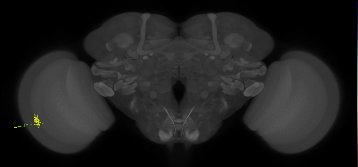 Dm8b_L (MaleCNS:45110)