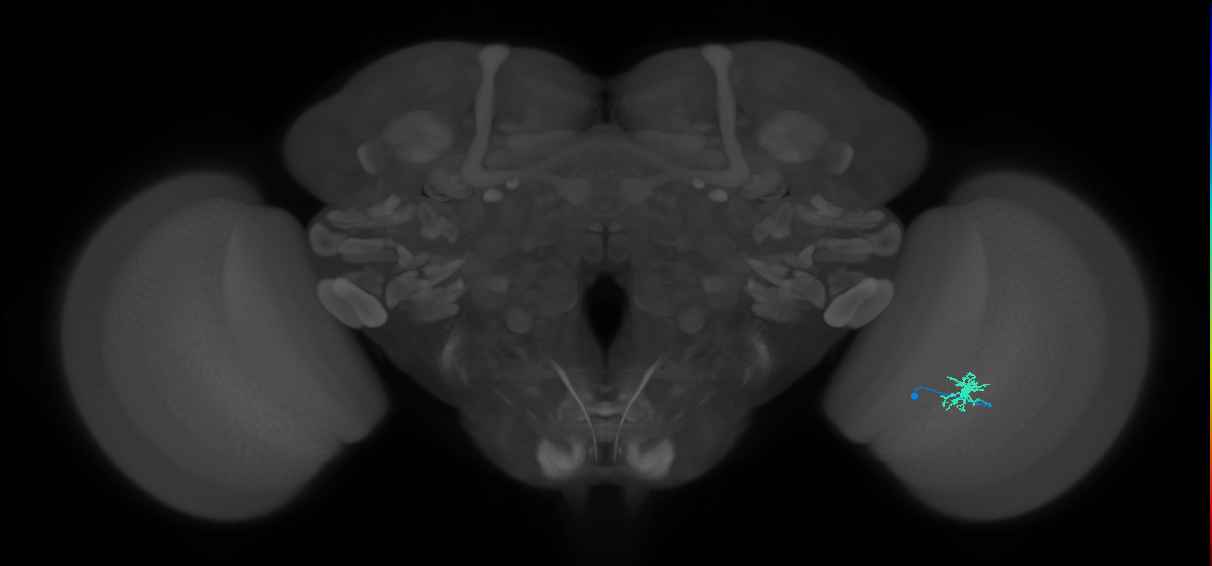 Dm8b_R (MaleCNS:111141)