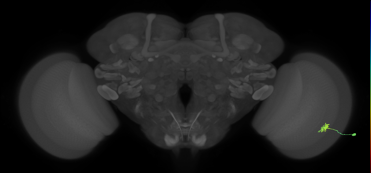 Dm8b_R (MaleCNS:75675)