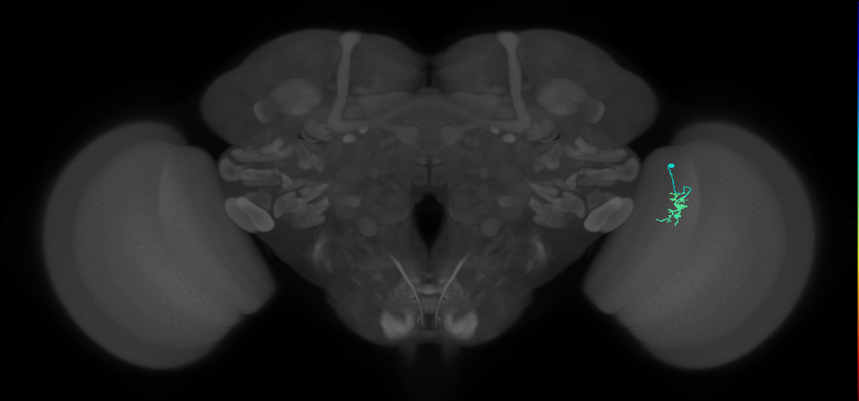 Dm8b_R (MaleCNS:112771)