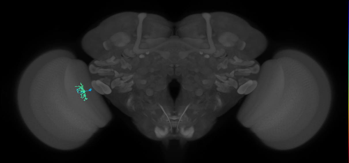 Dm8b_L (MaleCNS:160522)