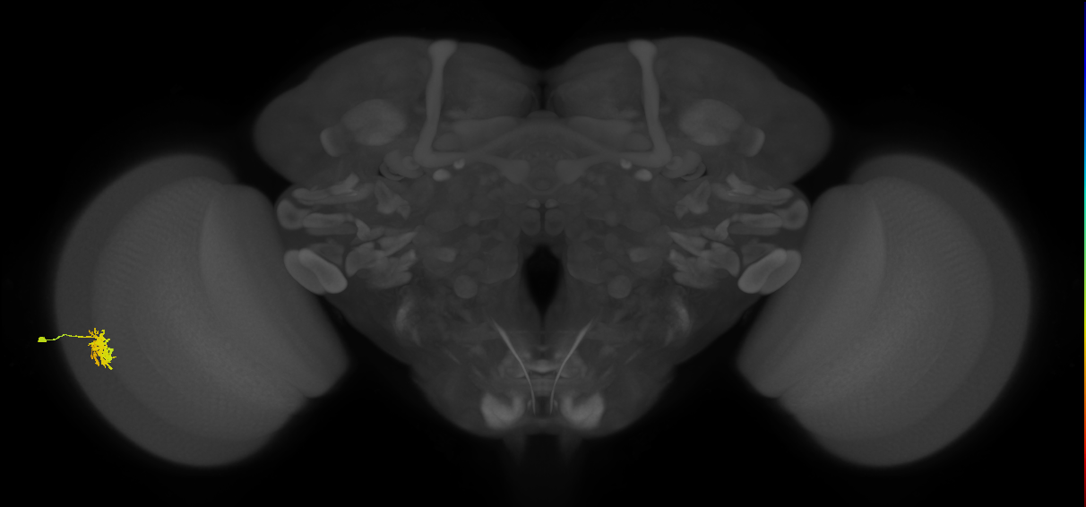 Dm8b_L (MaleCNS:53982)