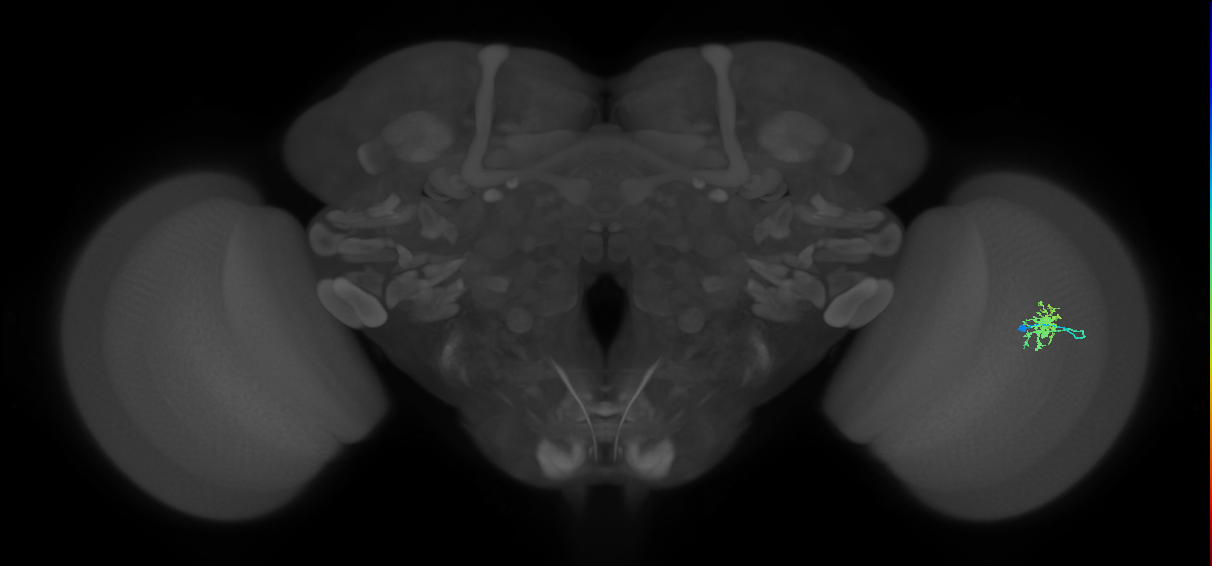 Dm8b_R (MaleCNS:65599)
