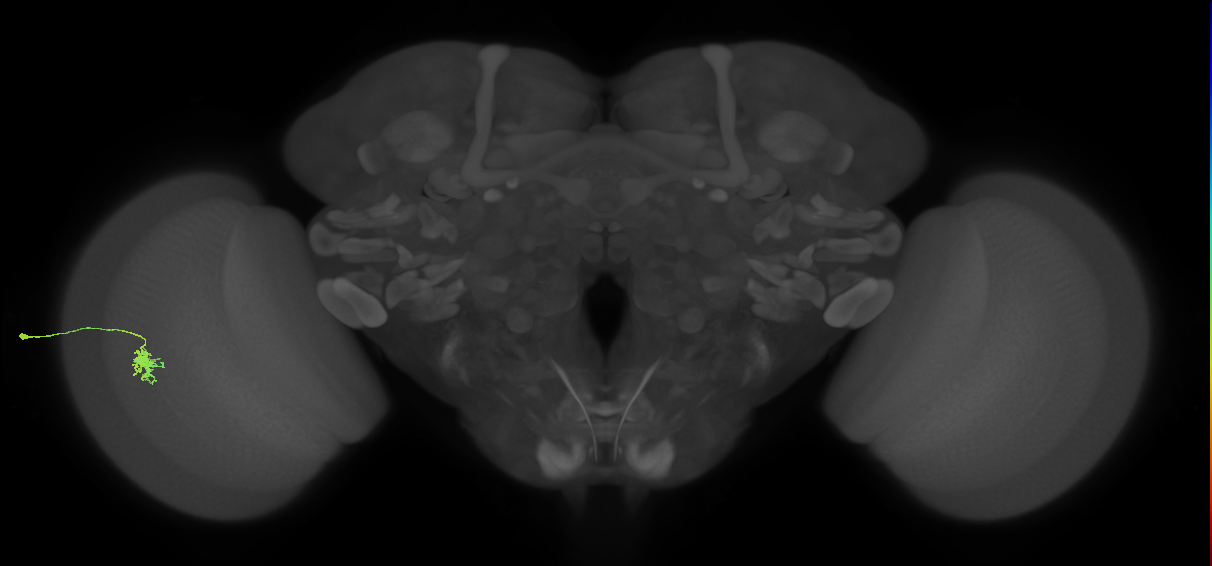 Dm8b_L (MaleCNS:86005)