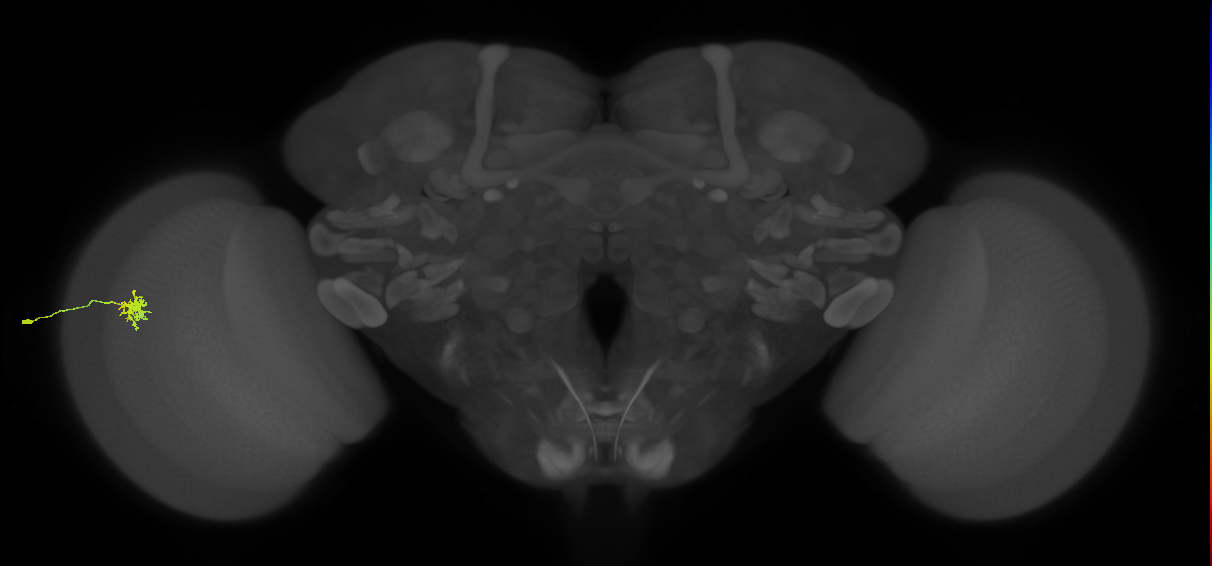 Dm8b_L (MaleCNS:544543)