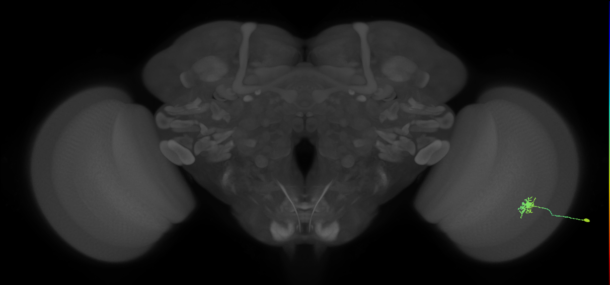Dm8b_R (MaleCNS:76147)