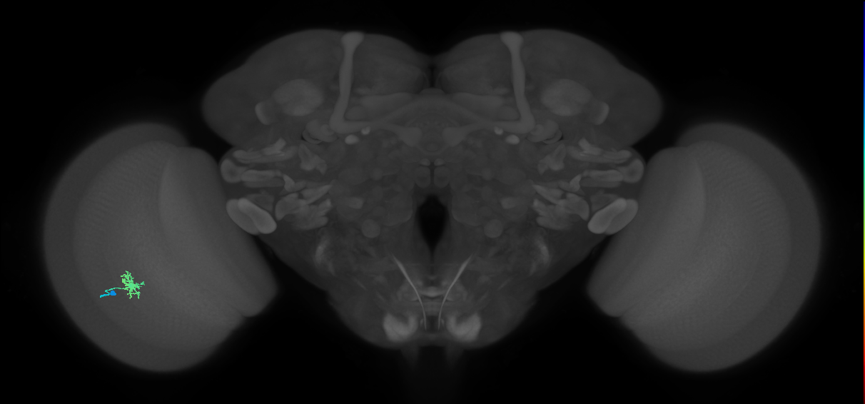 Dm8b_L (MaleCNS:95165)