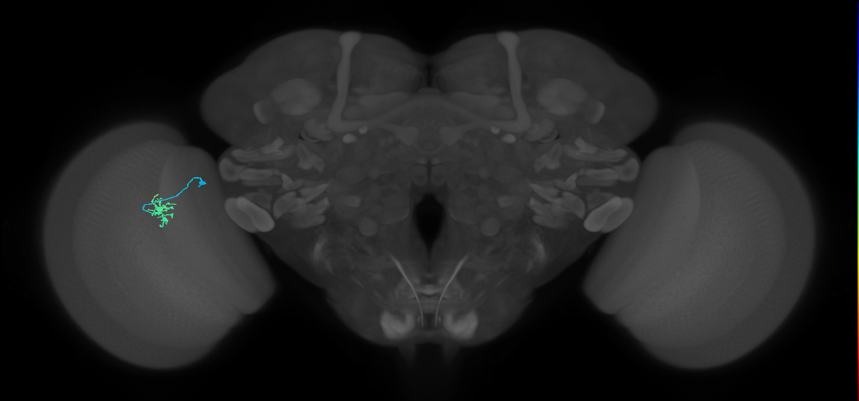 Dm8b_L (MaleCNS:184088)