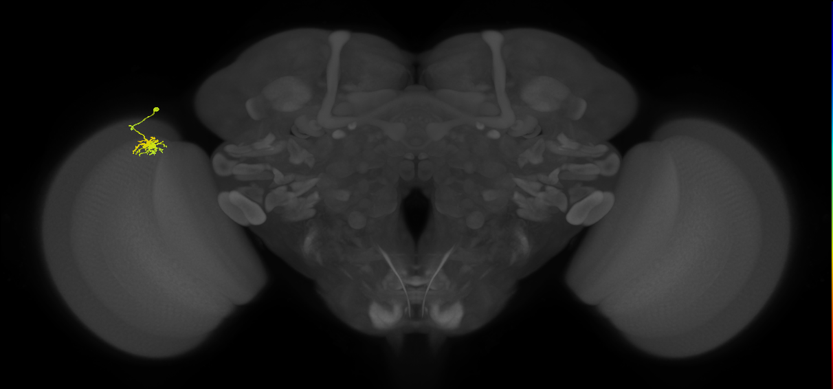 Dm8b_L (MaleCNS:91168)