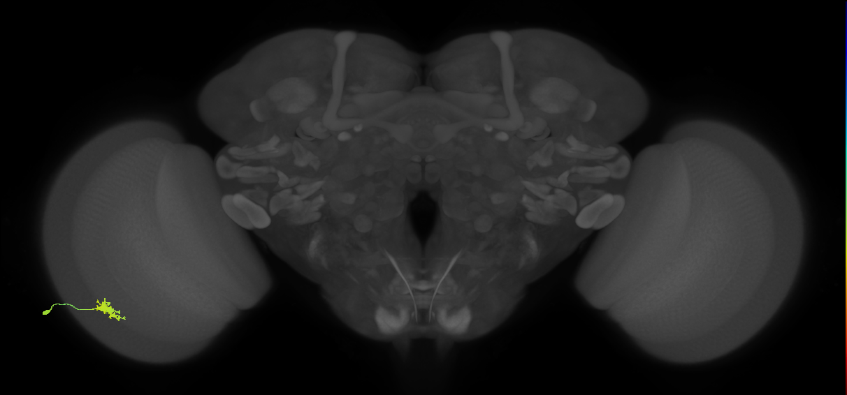 Dm8b_L (MaleCNS:580593)