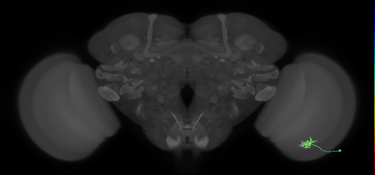 Dm8b_R (MaleCNS:53503)