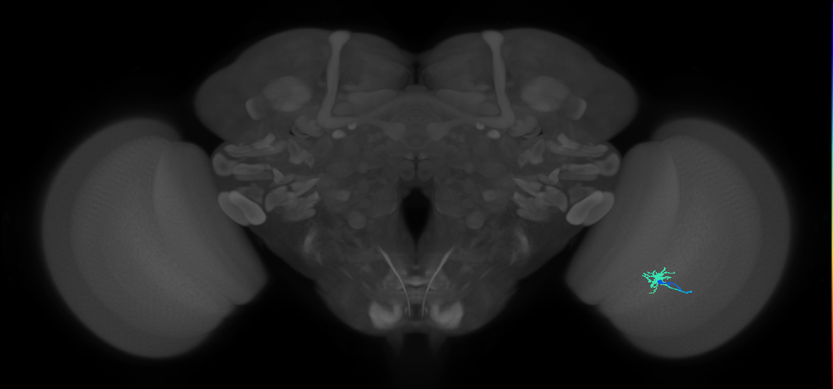 Dm8b_R (MaleCNS:94781)