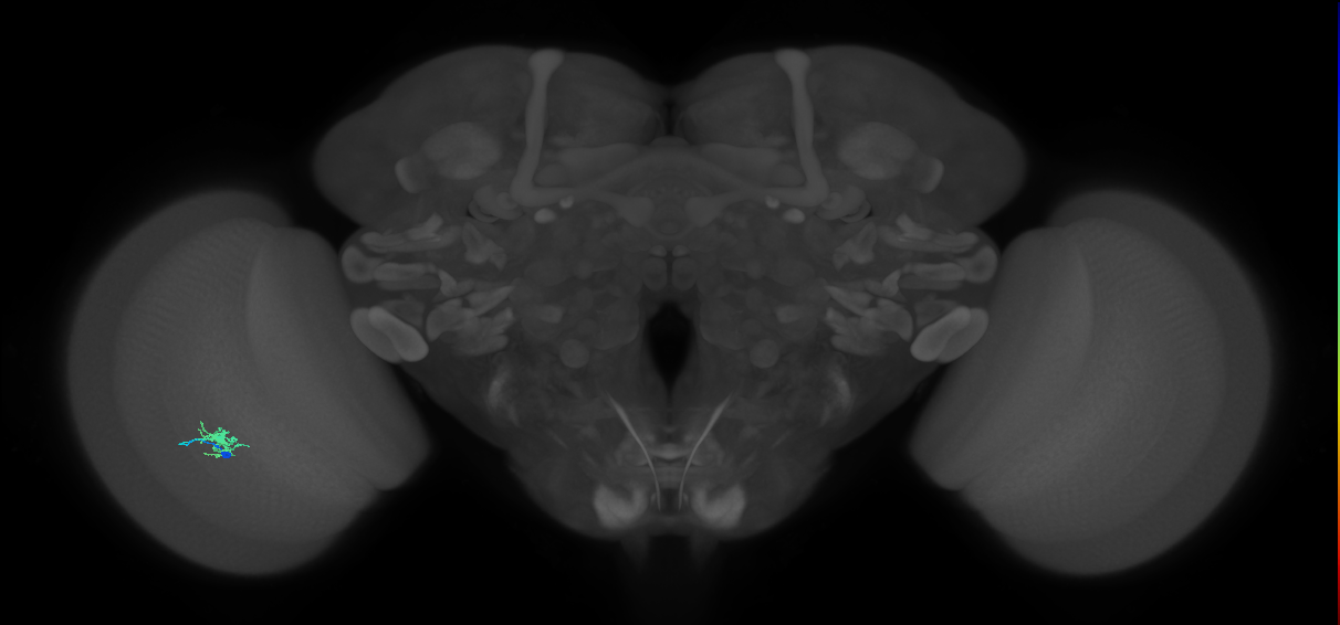 Dm8b_L (MaleCNS:159301)