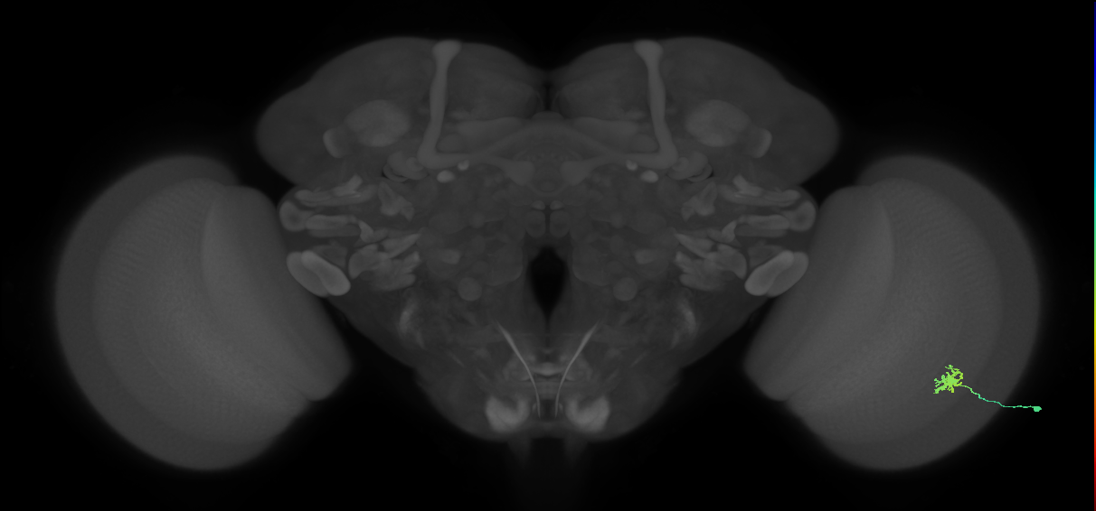 Dm8b_R (MaleCNS:46117)
