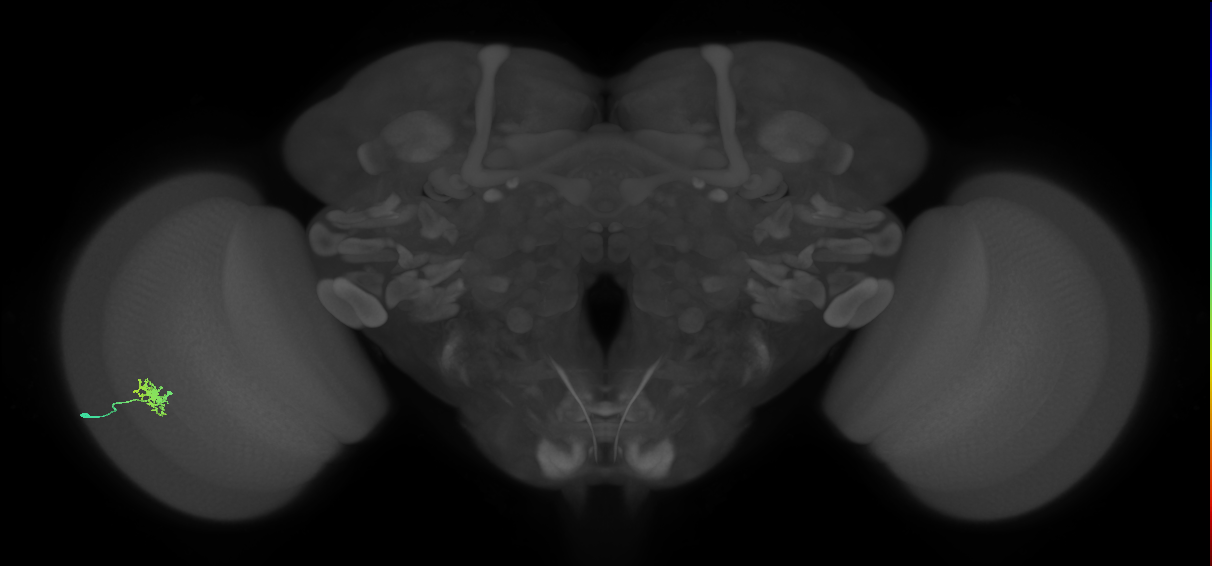 Dm8b_L (MaleCNS:87857)