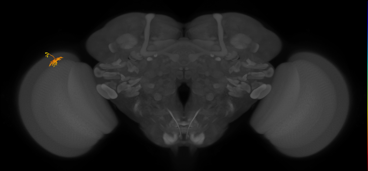 Dm8b_L (MaleCNS:84333)