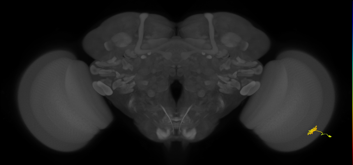Dm8b_R (MaleCNS:72552)