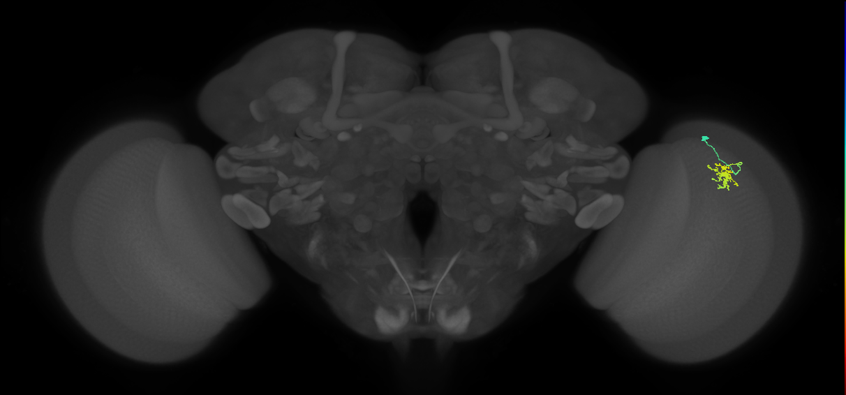 Dm8b_R (MaleCNS:127354)