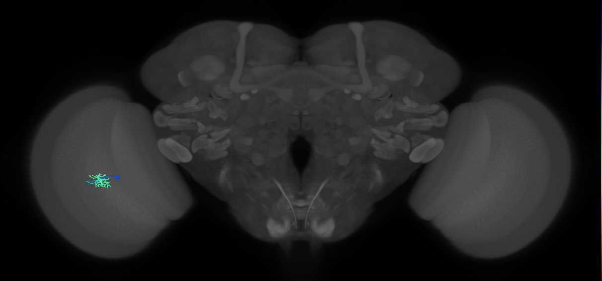 Dm8b_L (MaleCNS:580683)