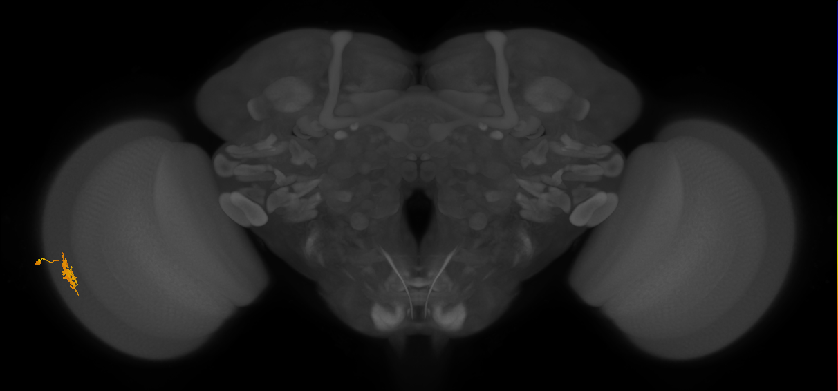 Dm8b_L (MaleCNS:518209)