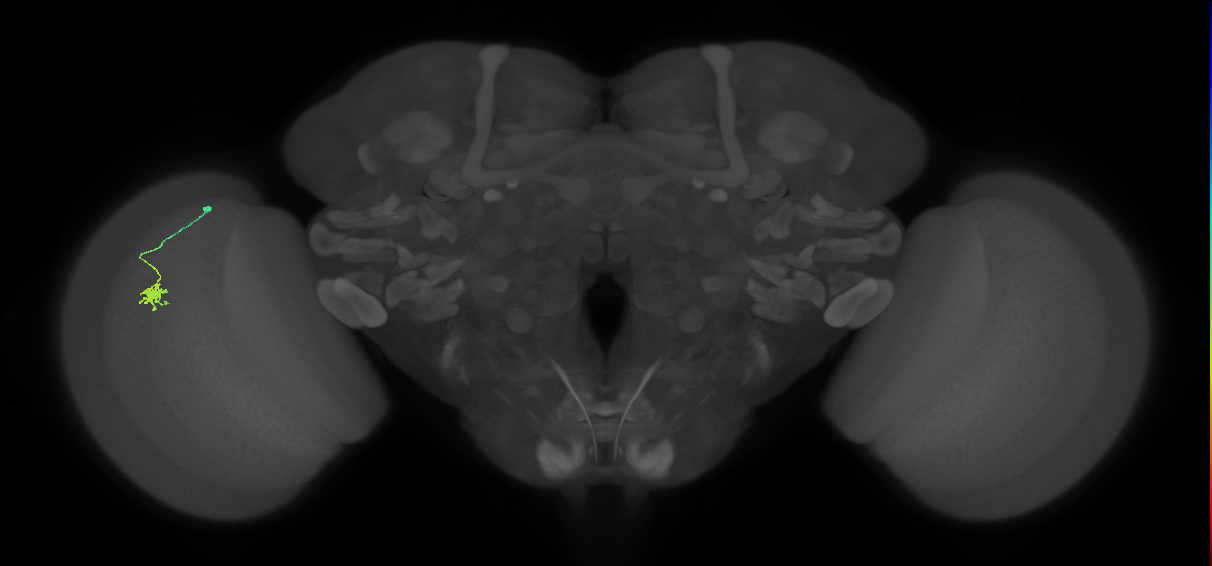 Dm8b_L (MaleCNS:529478)