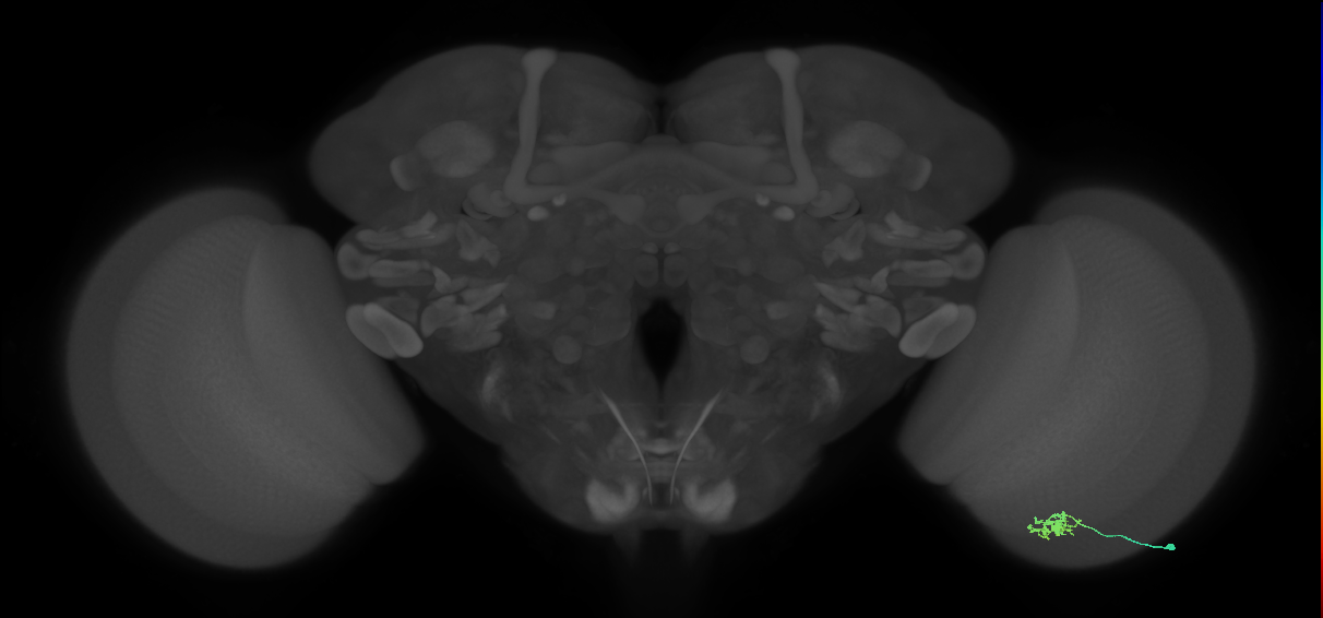 Dm8b_R (MaleCNS:89810)