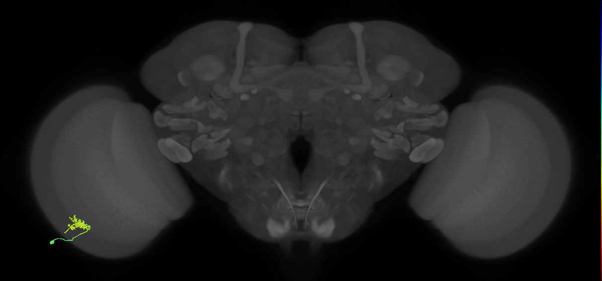 Dm8b_L (MaleCNS:72785)