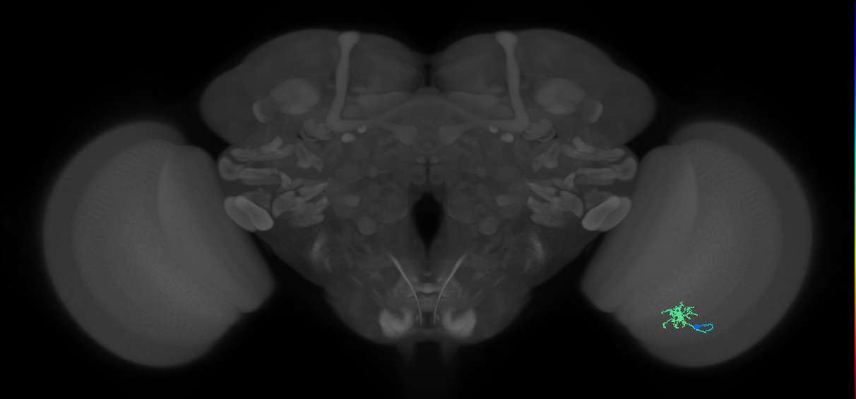 Dm8b_R (MaleCNS:78742)