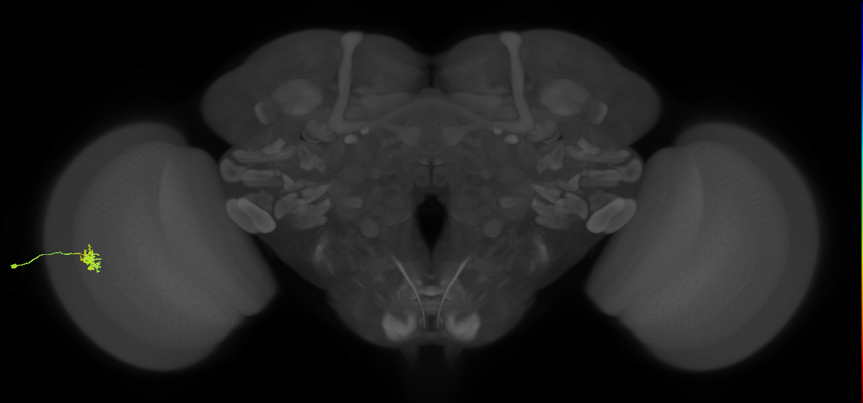 Dm8b_L (MaleCNS:77341)