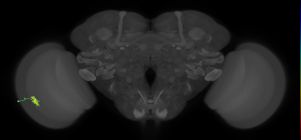 Dm8b_L (MaleCNS:76719)