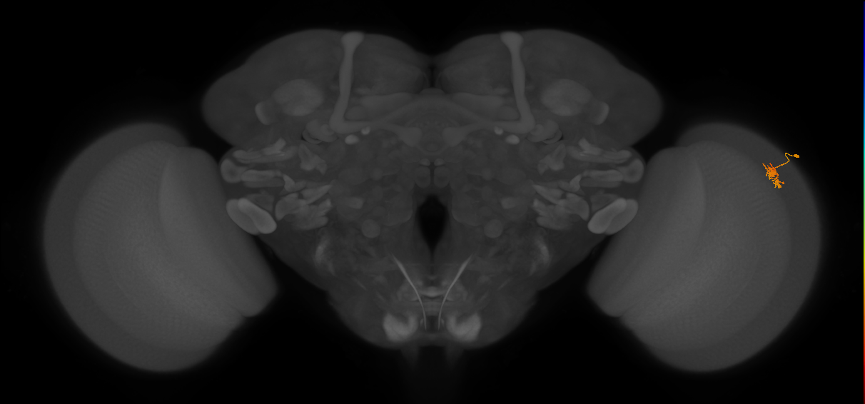 Dm8b_R (MaleCNS:88338)
