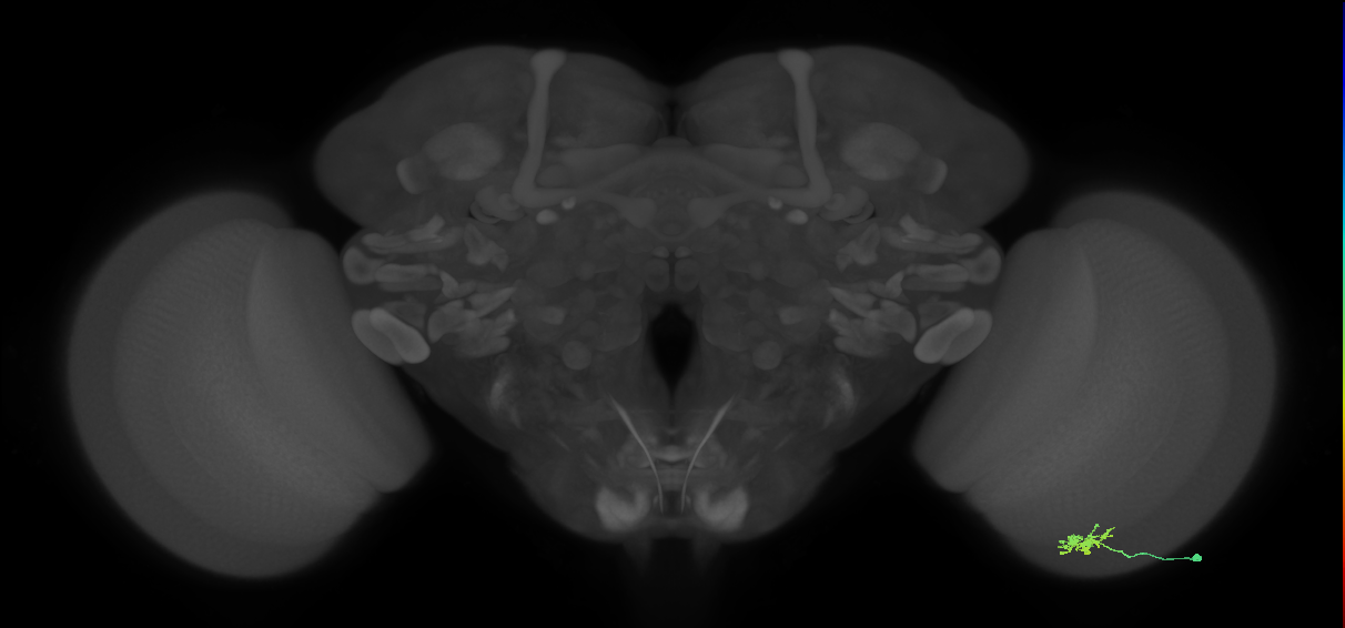 Dm8b_R (MaleCNS:74694)