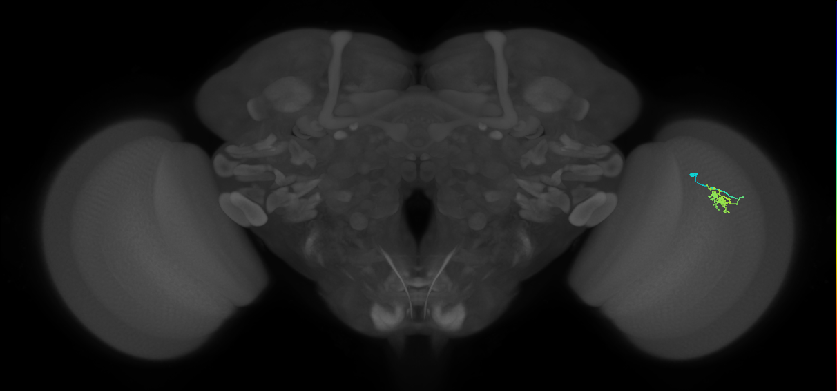 Dm8b_R (MaleCNS:92236)