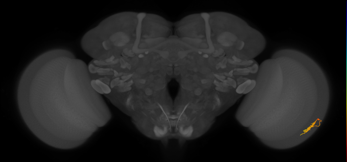 Dm8b_R (MaleCNS:59611)