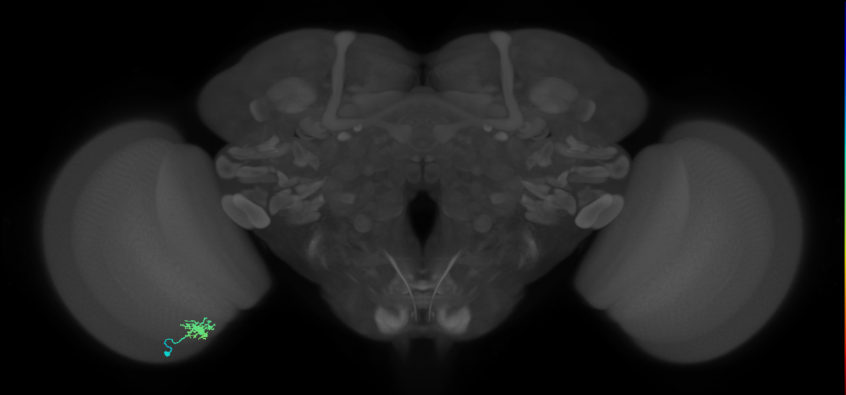 Dm8b_L (MaleCNS:84491)