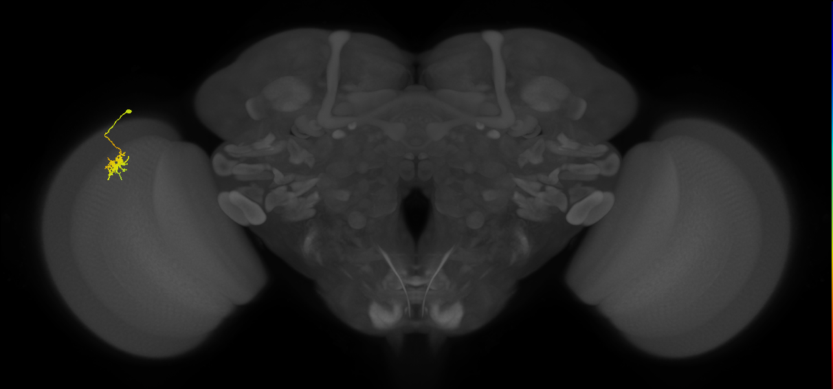 Dm8b_L (MaleCNS:544172)