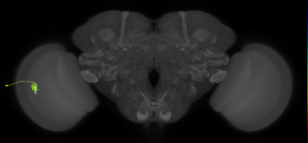 Dm8b_L (MaleCNS:110926)