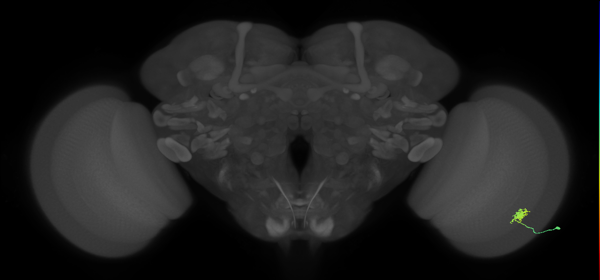 Dm8b_R (MaleCNS:72056)