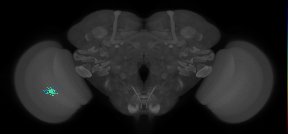Dm8b_L (MaleCNS:73033)