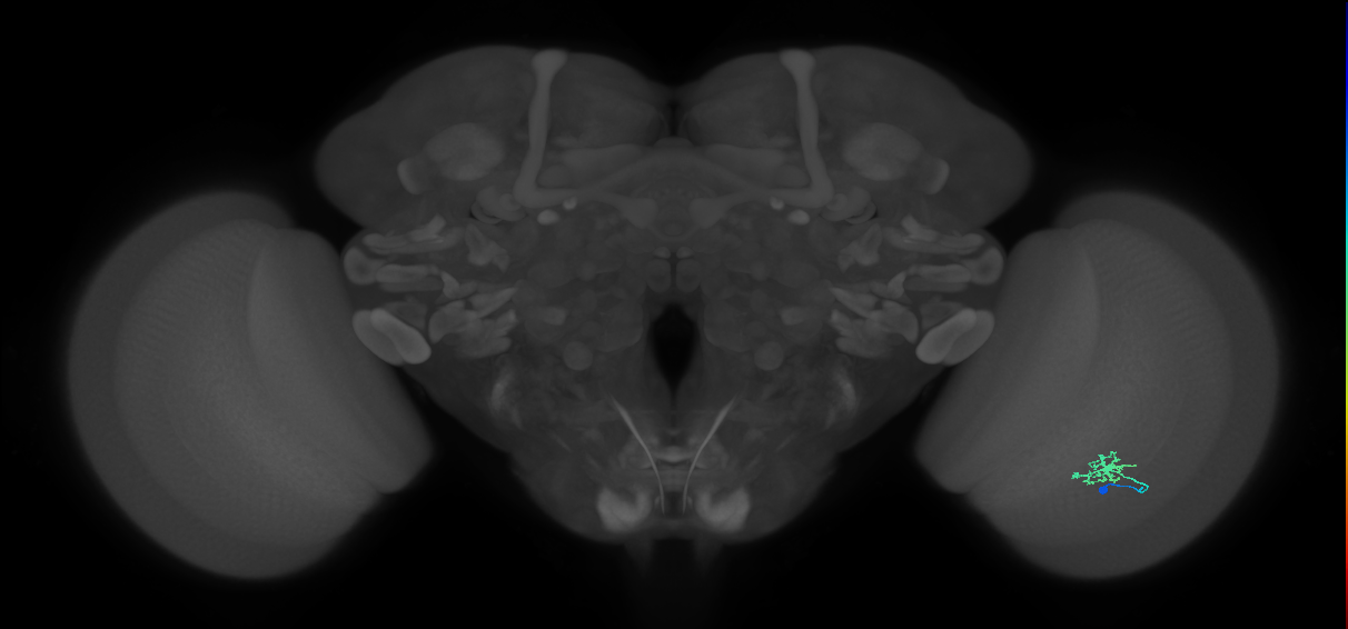Dm8b_R (MaleCNS:113971)