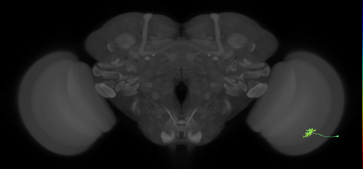 Dm8b_R (MaleCNS:84466)