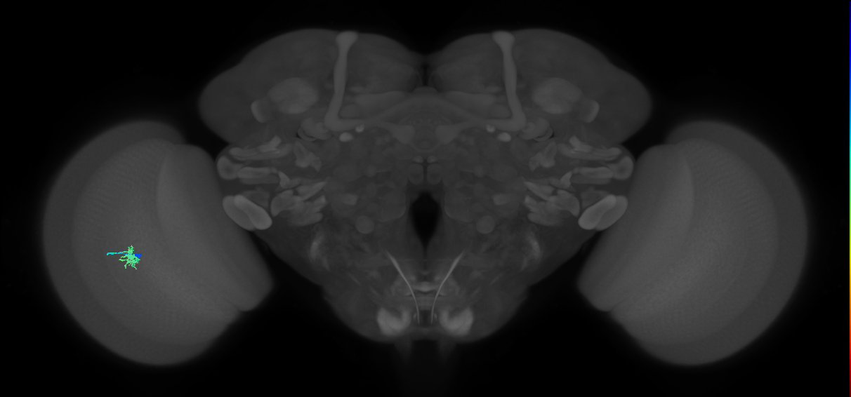 Dm8b_L (MaleCNS:544673)